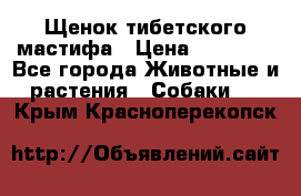 Щенок тибетского мастифа › Цена ­ 60 000 - Все города Животные и растения » Собаки   . Крым,Красноперекопск